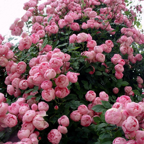 蔷薇花苗藤本月季爬植物庭院花卉