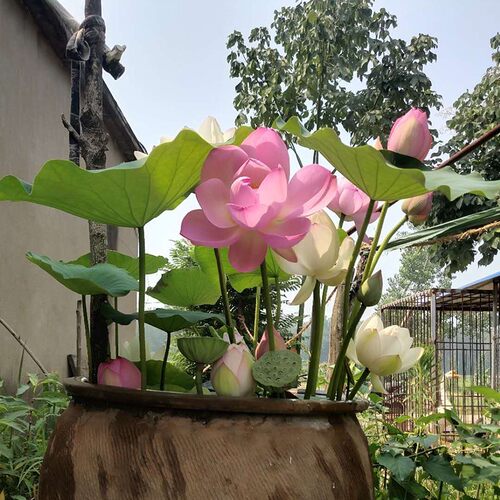 荷花藕种大型观赏苗水培碗莲四季