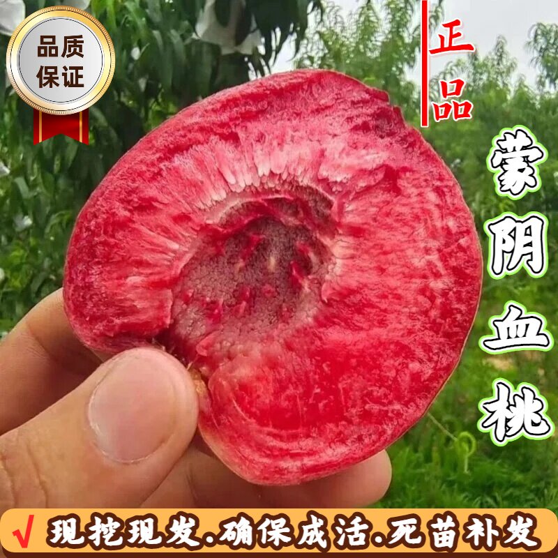 蒙阴血桃树苗矮化嫁接当年结果苗图片