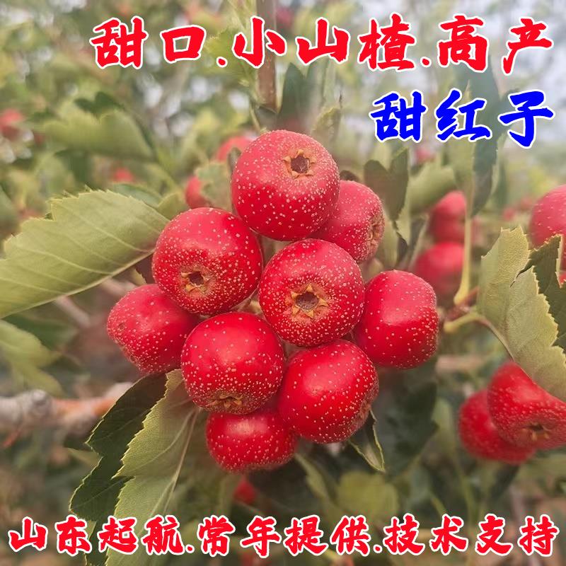 嫁接甜红子山楂树活苗正宗山楂苗