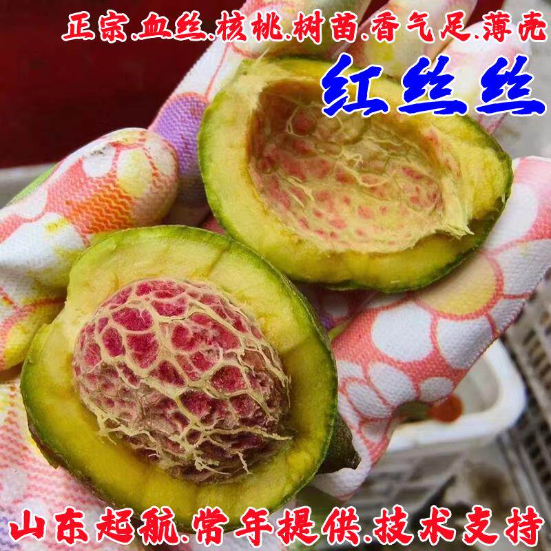 嫁接红皮红衣核桃树苗当年结果苗