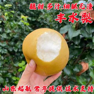 嫁接梨树果苗特大丰水梨树苗秋月梨苗盆栽庭院地栽南北方种植果树