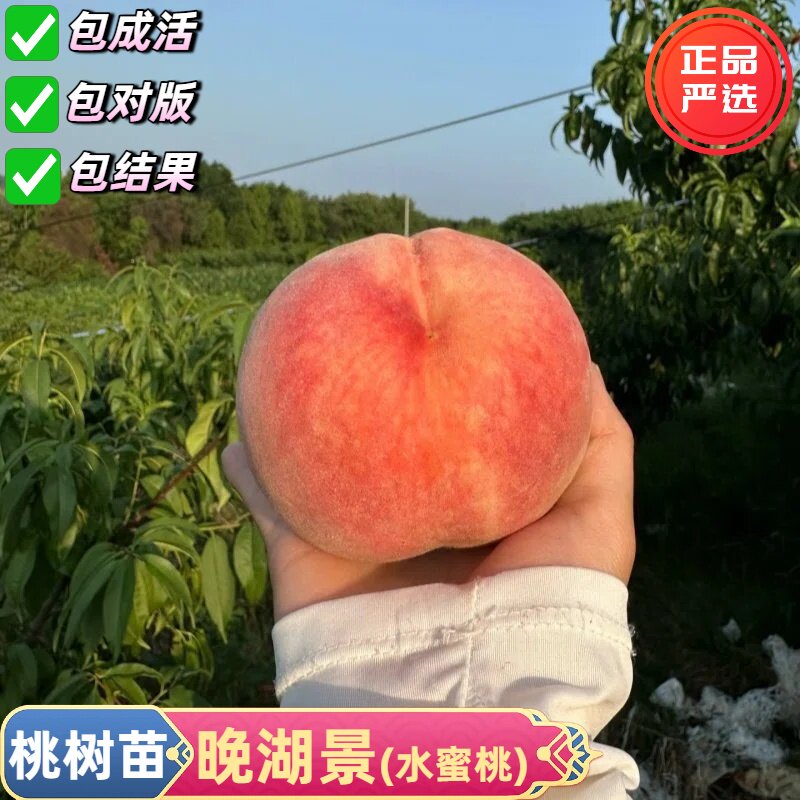 晚熟桃树果苗无锡阳山晚湖景水蜜桃树苗盆栽庭院特大甜中湖景桃苗