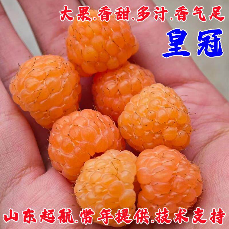 无刺皇冠黄树莓苗大果覆盆子树苗盆栽地栽爬藤果苗南北方种植结果