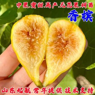 无花果树果苗阳台室内盆栽路易斯香槟无花果苗南北方种植当年结果