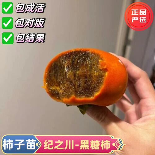日本和歌山黑金柿子苗树四季栽种