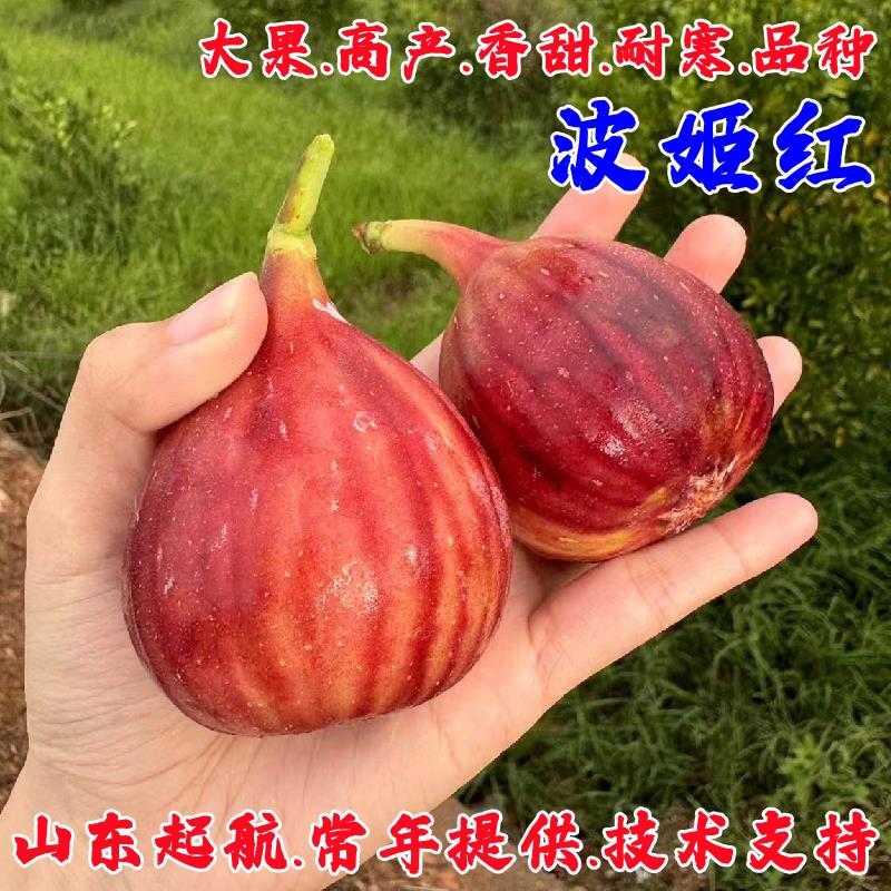 特大耐寒波姬红无花果苗