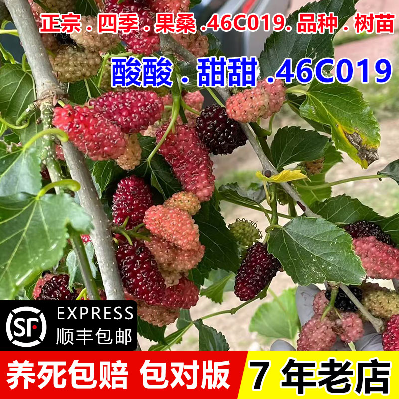 桑葚树苗果桑苗庭院盆栽地栽南北方四季种植结果耐寒桑葚苗果树苗