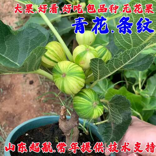 青花无花果苗当年结果盆栽地栽苗