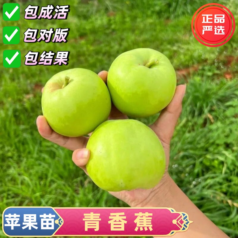 矮化嫁接青香蕉苹果苗当年结果苗图片