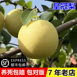正宗皇冠梨树果苗嫁接脆甜梨苗盆栽地栽南北方四季种植当年结果苗