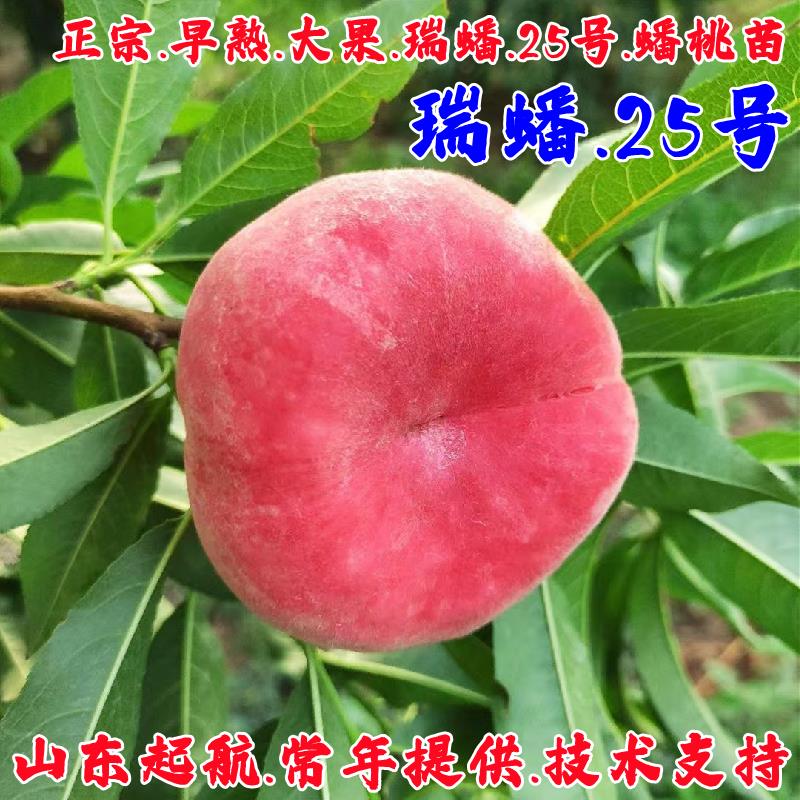 白肉蟠桃树苗嫁接瑞蟠桃苗新品种