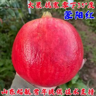 山东蒙阳红石榴树苗特大耐寒软籽甜石榴苗盆栽庭院果树南北方种植
