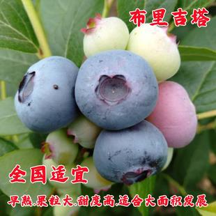 晚熟蓝莓树苗带土盆栽大果蓝莓苗南方北方耐寒四季种植当年结果苗