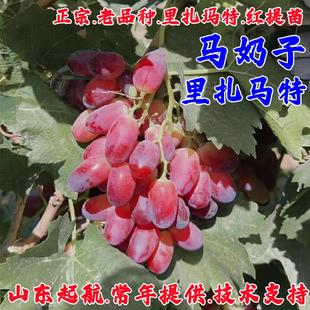 老品种葡萄树苗盆栽耐寒爬藤红提无核葡萄树南北方四季种植结果苗