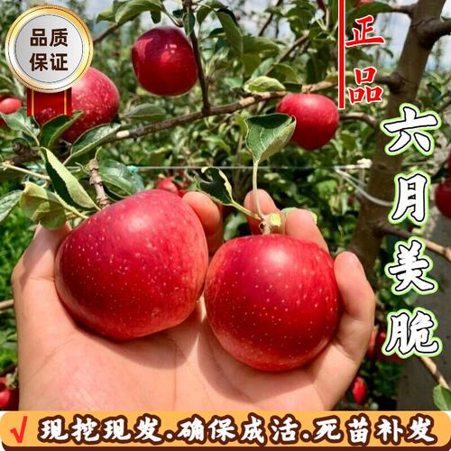 嫁接矮化美脆苹果树苗四季结果苗