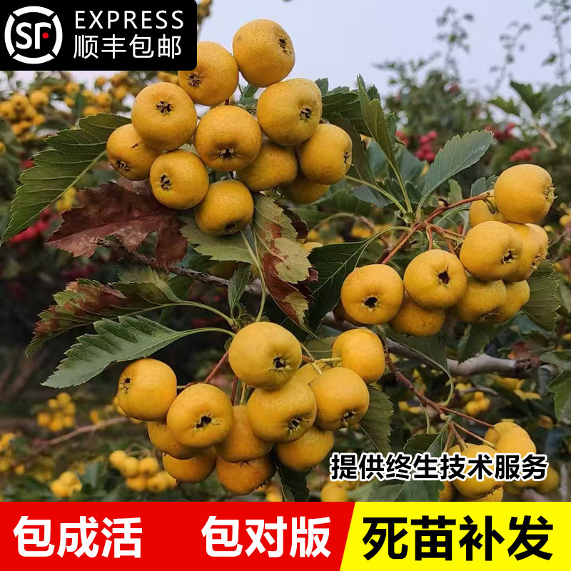 山楂树苗甜红子庭院盆栽果树