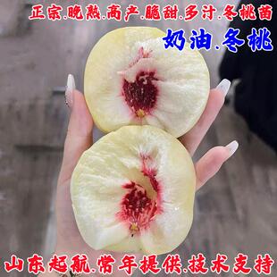 新品种桃树果苗奶油冬桃树苗脆甜晚熟离核雪桃苗蜜桃苗南北方种植