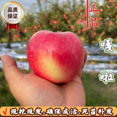 嫁接矮化太平洋嘎啦苹果树苗耐寒