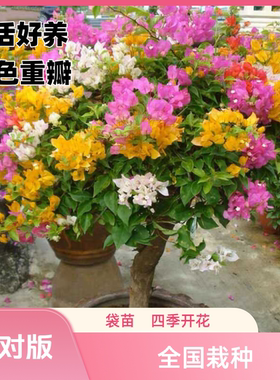 三角梅盆栽爬藤植物花卉多色重瓣室内外阳台绿植四季种植开花老桩