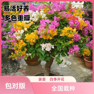 三角梅盆栽爬藤植物花卉多色重瓣室内外阳台绿植四季种植开花老桩