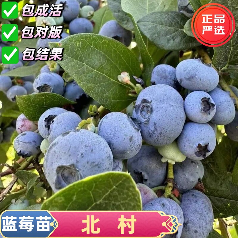 北村蓝莓树果苗抗寒矮丛蓝莓树南北方种植盆栽地栽当年结果苗带土