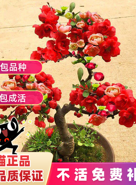 海棠花盆栽树苗盆景重瓣老桩庭院绿植物室内四季花卉开花好养易活