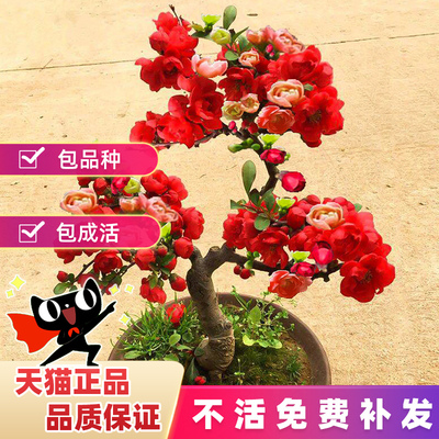 海棠花盆栽树苗庭院盆栽四季种植