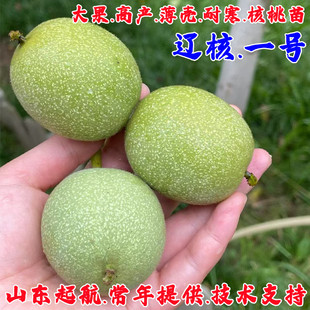 嫁接纸皮核桃树果苗薄壳耐寒核桃苗南北方四季种植果树当年结果苗