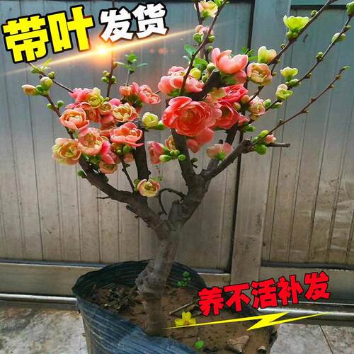 海棠花盆栽树苗景重瓣老桩花卉