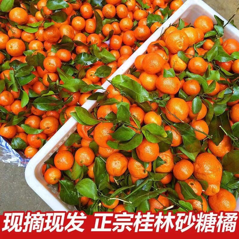 砂糖橘整箱5斤广西沙糖桔新鲜小橘子无籽蜜桔纯甜柑橘水果应当季