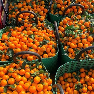 金秋砂糖橘5斤新鲜水果当季砂糖桔蜜橘桔子新鲜时令水果农家自种