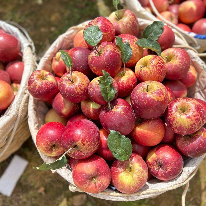 正宗大凉山丑苹果10斤新鲜水果当季四川冰糖心苹果红富士整箱包邮,水产肉类/新鲜蔬果/熟食,苹果,淘宝优惠券,粉丝福利购,淘宝优惠卷