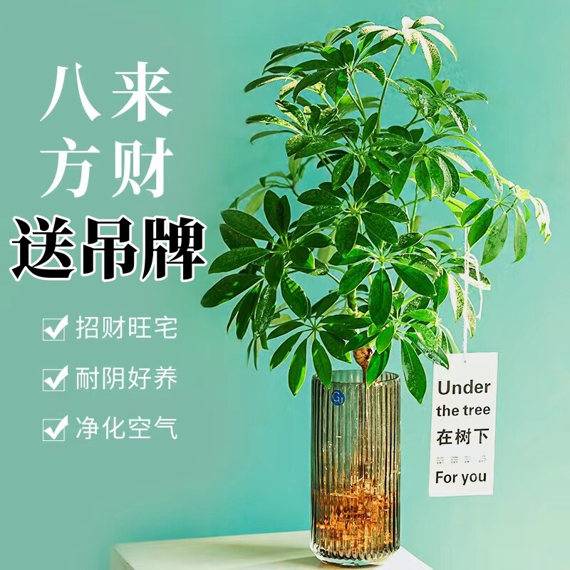 速发天培鸭脚木盆栽客植物室内绿厅鲜切南水竹平替水养马醉木八方