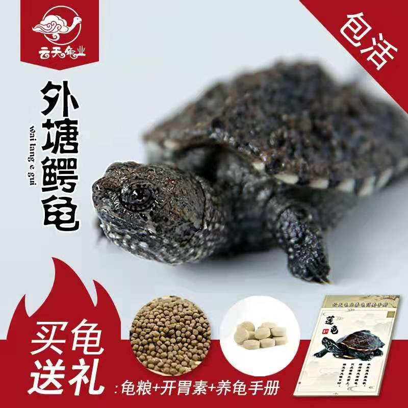 速发爆刺鳄龟活的小乌龟鳄龟佛北美原种杂佛鳄龟苗大鳄