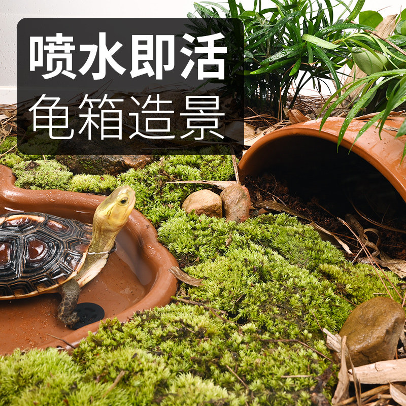 速发苔藓微养观乌景水陆缸生态造龟植物青苔白发藓大灰藓饲景箱绿