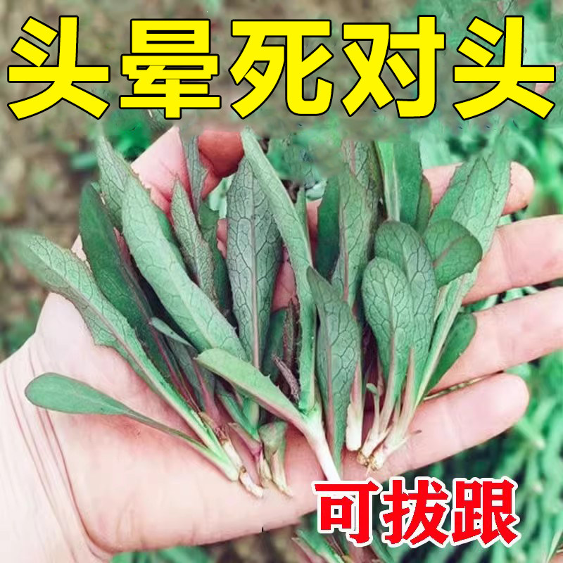 速发【可拔头】目晕眩晕神器头昏头眩艮疼大脑不清醒站不稳专用