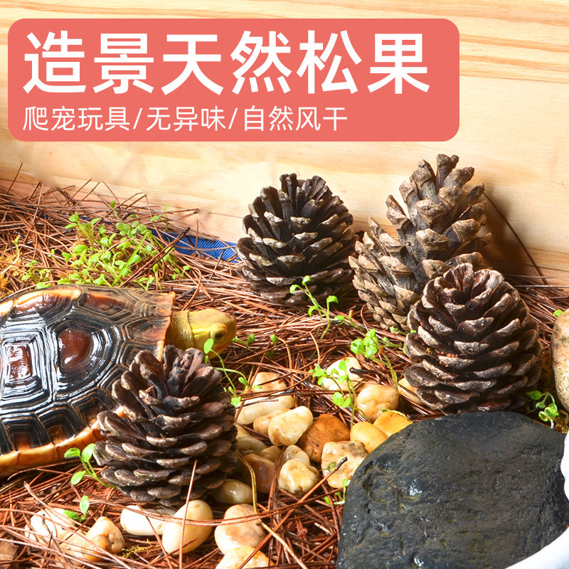 速发境半缘水龟松果松针造景装饰爬宠玩具生态环黄造景用垫材