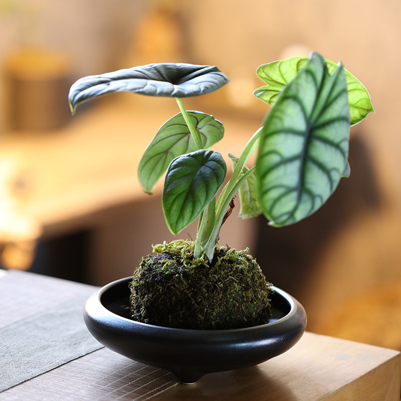 速发苔藓球托培中式亚微黑桌面文竹水盘器皿个性光景观陶瓷花盆