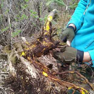 东北纯野生三颗针500克黄连根晒乾新货土黄连刺黄连铜针刺