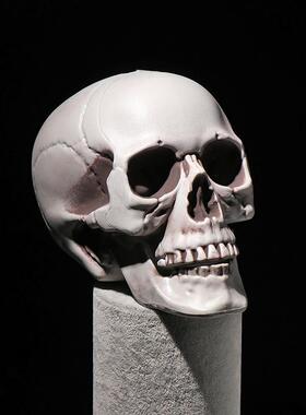 Halloween All Size Human Skull Head Skeleton Hanging Skull S