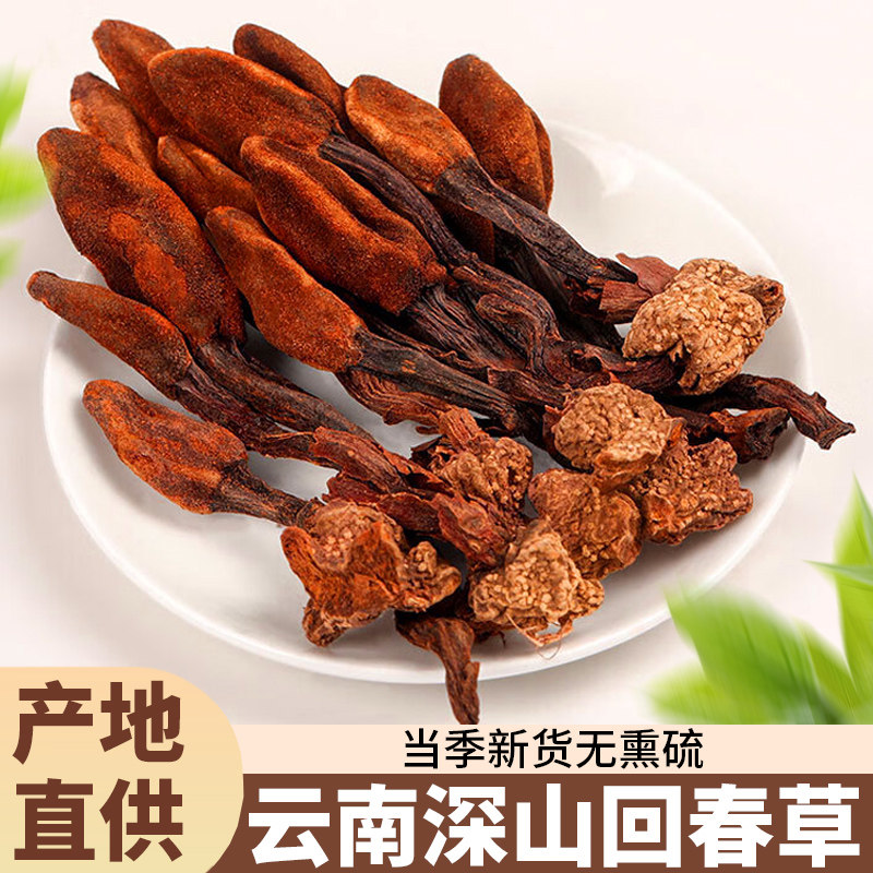 正品云南野生回春草新鲜顶天柱泡酒正宗不老草泡茶泡水茶旗舰店