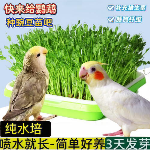 鹦鹉豌豆苗水培饲料天然蔬菜