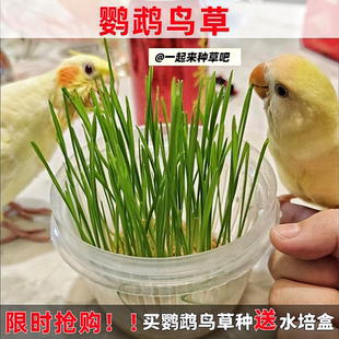 鹦鹉专用鸟草饲料零食鸟草盒混合粮种子粮发芽粮玄风牡丹虎皮鸟粮