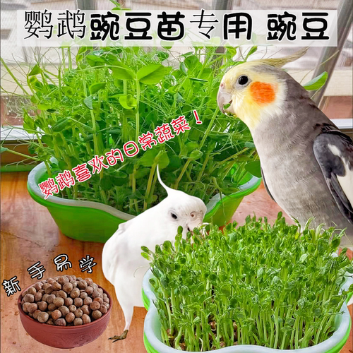 鹦鹉豌豆苗专用豌豆维他命鸟粮食
