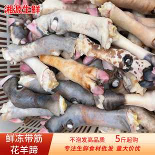 新鲜花羊蹄黑山羊羊蹄子清真内蒙古散养冷冻带筋羊蹄脚蹄商用批发