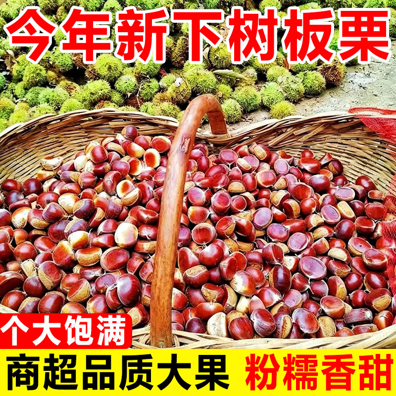 云南特产当季现摘新鲜水果生板栗油锥迁西野小毛栗子带壳包邮