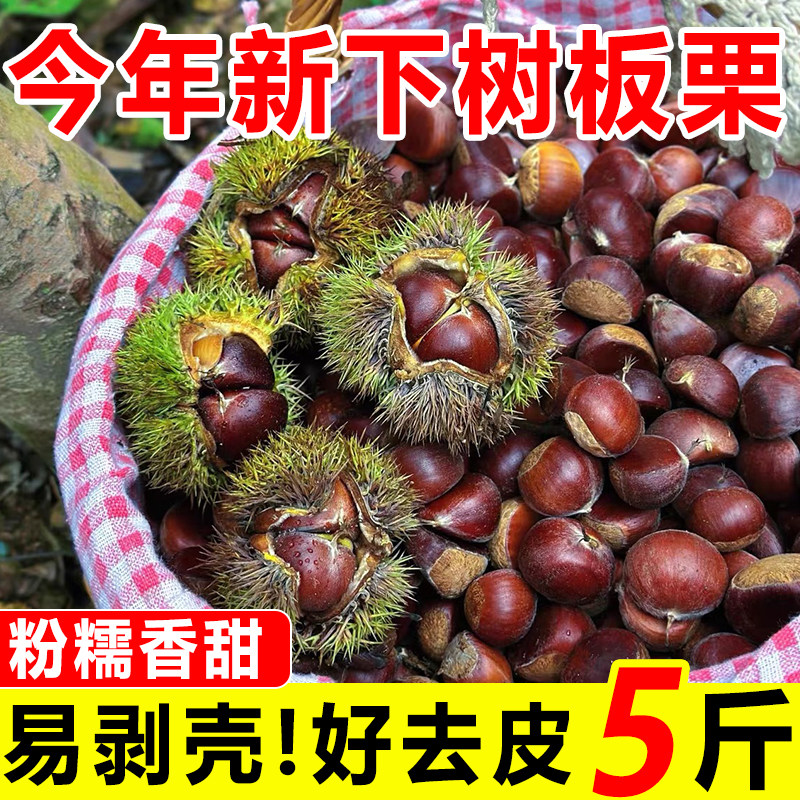 【新下树】正宗新鲜生现摘云南板栗5斤栗子锥去毛球油栗仁蔬罗田