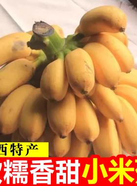 正宗广西小米蕉香蕉10斤新鲜水果整箱当季鲜苹果蕉自然熟粉蕉包邮