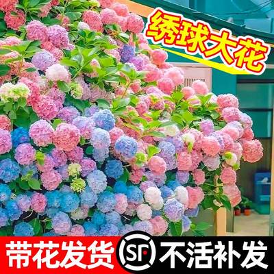 绣球大花盆栽无尽夏花手鞠绣球花苗带花苞阳台室内植物四季花卉秀